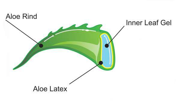 Aloe Vera Leaf Sections