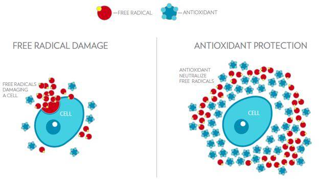 Antioxidant protection