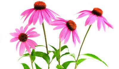 Echinacea