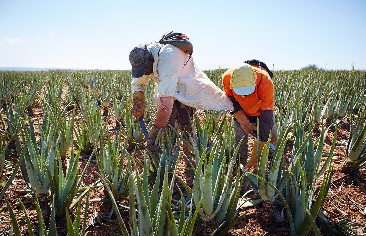 aloe vera gel harvesting