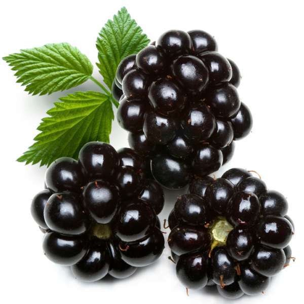 Blackberries source of sodium benzoate