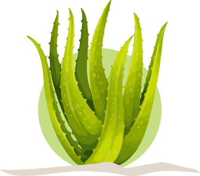 aloe vera gel plant